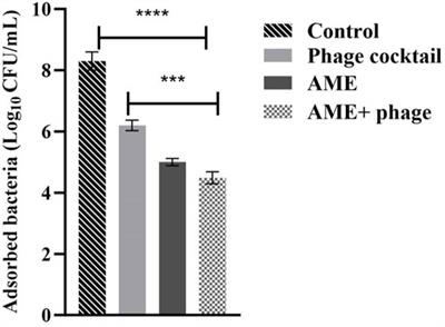 Alhagi maurorum extract in combination with lytic phage cocktails: a promising therapeutic approach against biofilms of multi-drug resistant P. mirabilis